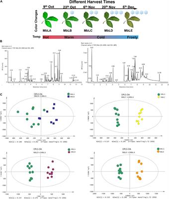 Morus alba L. Leaves – Integration of Their Transcriptome and Metabolomics Dataset: Investigating Potential Genes Involved in Flavonoid Biosynthesis at Different Harvest Times